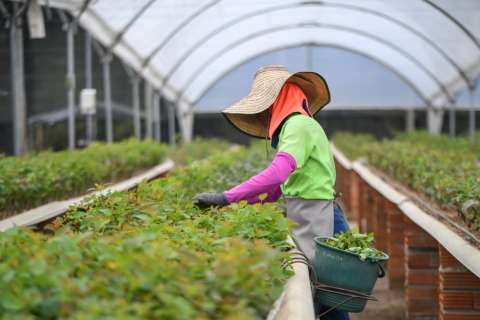Los viveros y el mejoramiento genético son claves en la reforestación en Colombia