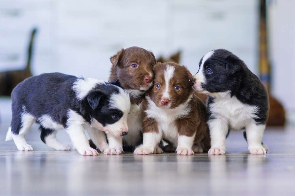 ¿Qué hay que saber sobre los perros?