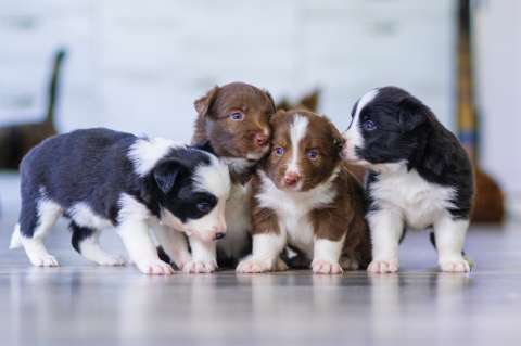 ¿Qué hay que saber sobre los perros?