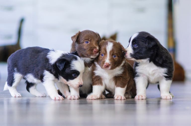 ¿Qué hay que saber sobre los perros?