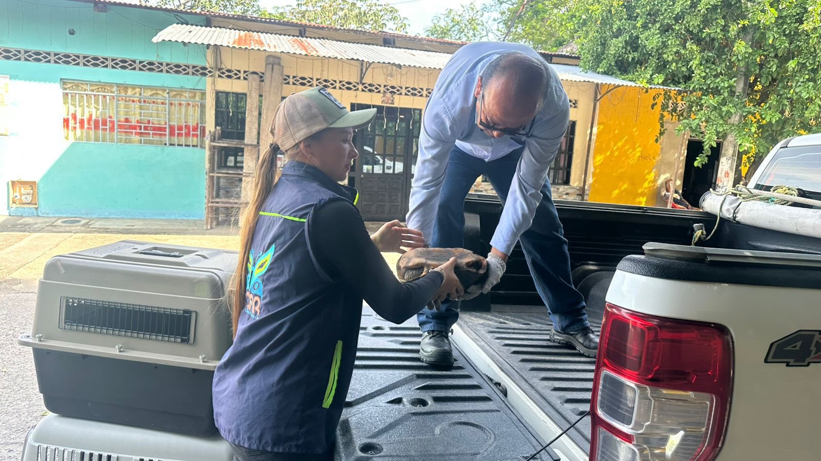 En total, 24 tortugas y otros animales fueron ayudados por la mujer y la autoridad ambiental.