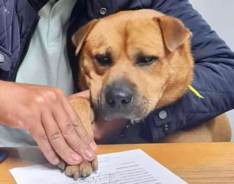 Empresa “contrató” a un perro para dar amor y cariño a sus empleados