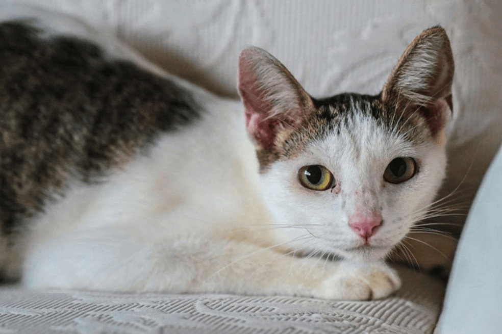 Lola gata