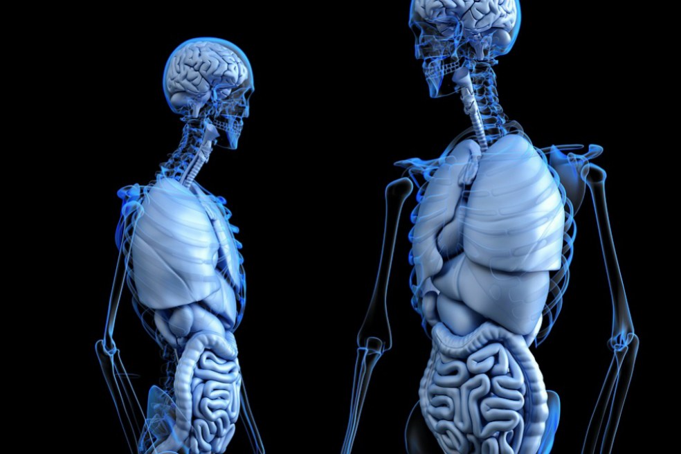 El brain fitness, tendencia para fortalecer y cuidar el cerebro