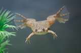 Científicos logran que las patas amputadas de ranas vuelvan a crecer