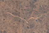Hombre descubrió extraña cicatriz en Australia con Google Earth. Ya sabemos qué es