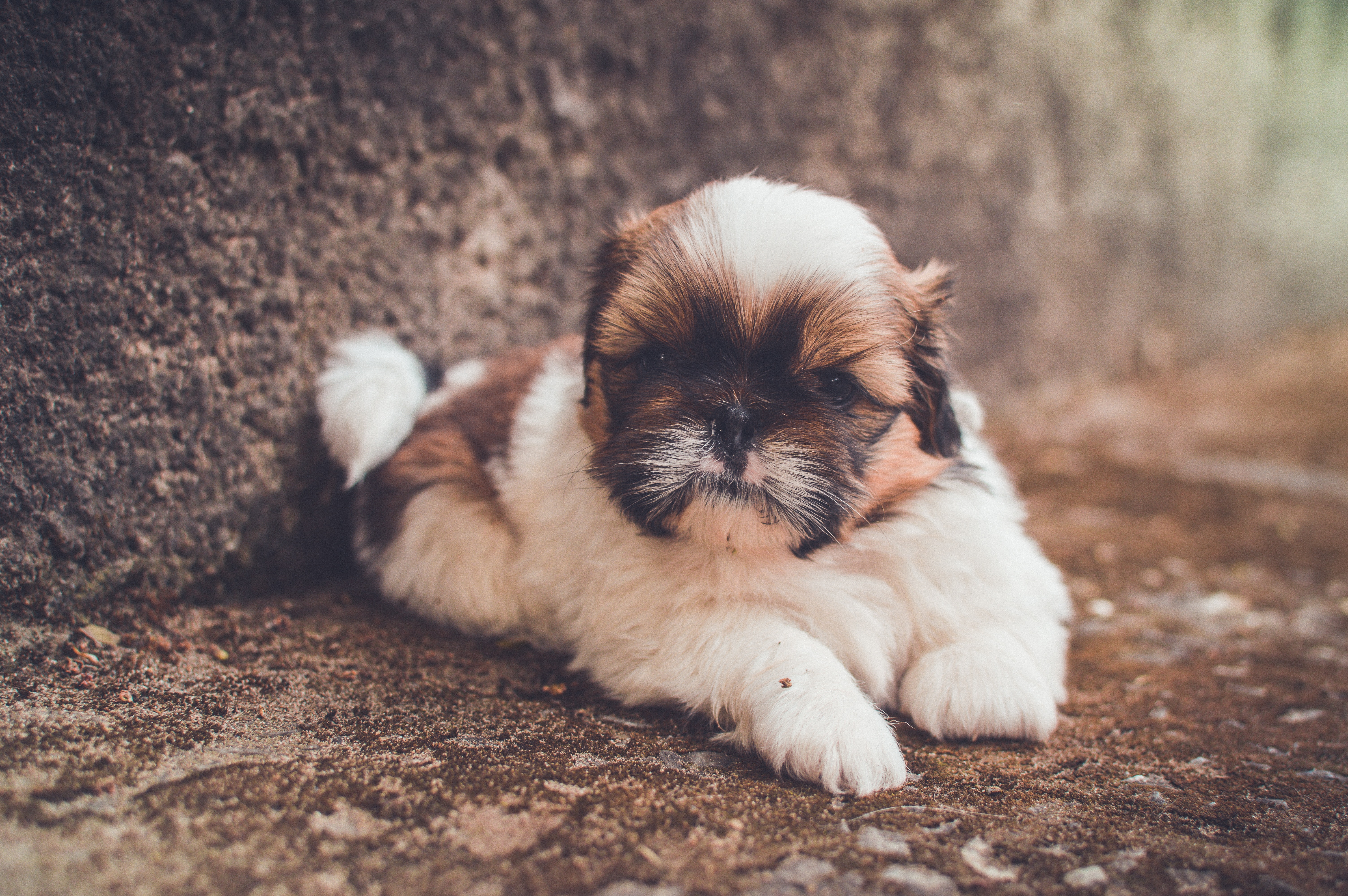 shih tzu
