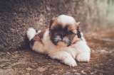¿Por qué los perros shih tzu son tan costosos?