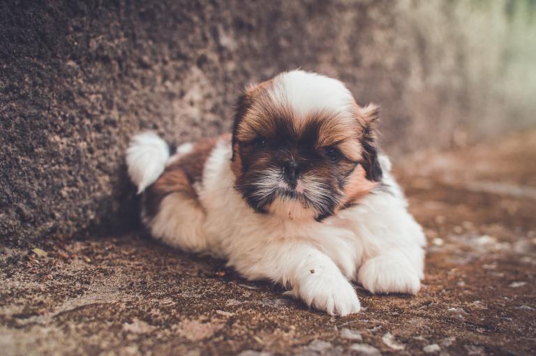 ¿Por qué los perros shih tzu son tan costosos?