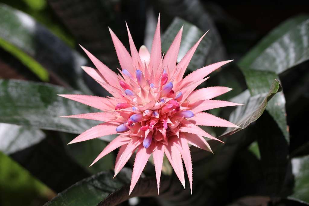 Las Bromelias son una variedad muy común en este tipo de plantas.