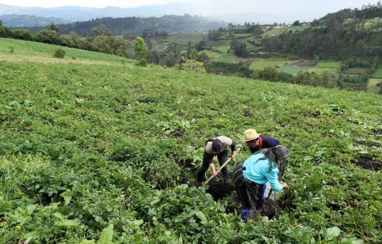 Proyecto de ley para campesinos: ¿formalización o “tierrero”?