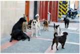Las dudas sobre la ley para esterilizar perros y gatos que fue aprobada hoy