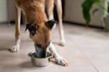 Síntomas que no debe ignorar: esto significa que su perro beba demasiada agua
