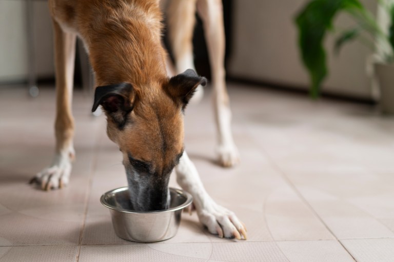 Perro sorprende en internet con peculiar hábito de beber agua únicamente en un vaso
