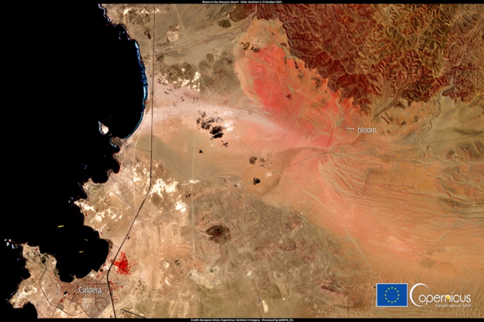 Desierto floreado visto desde el espacio.