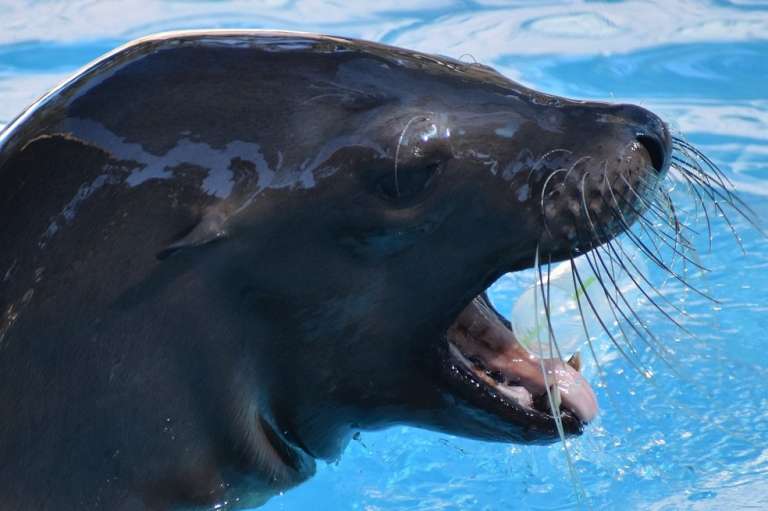 Leones marinos, ballenas, peces y plantas: la biología marina se encarga del estudio de la vida de todos los organismos que habitan en el mar. En acuarios adecuados para la conservación, están en contacto directo con los animales.
