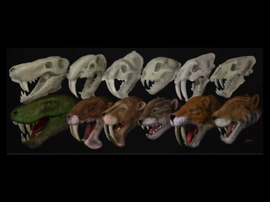 Cráneos y reconstrucciones de la vida de las seis especies diferentes de dientes de sable utilizadas en el estudio.