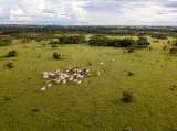 Los desafíos de involucrar al sector privado en la conservación de la biodiversidad