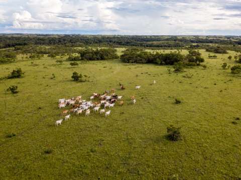 Los desafíos de involucrar al sector privado en la conservación de la biodiversidad