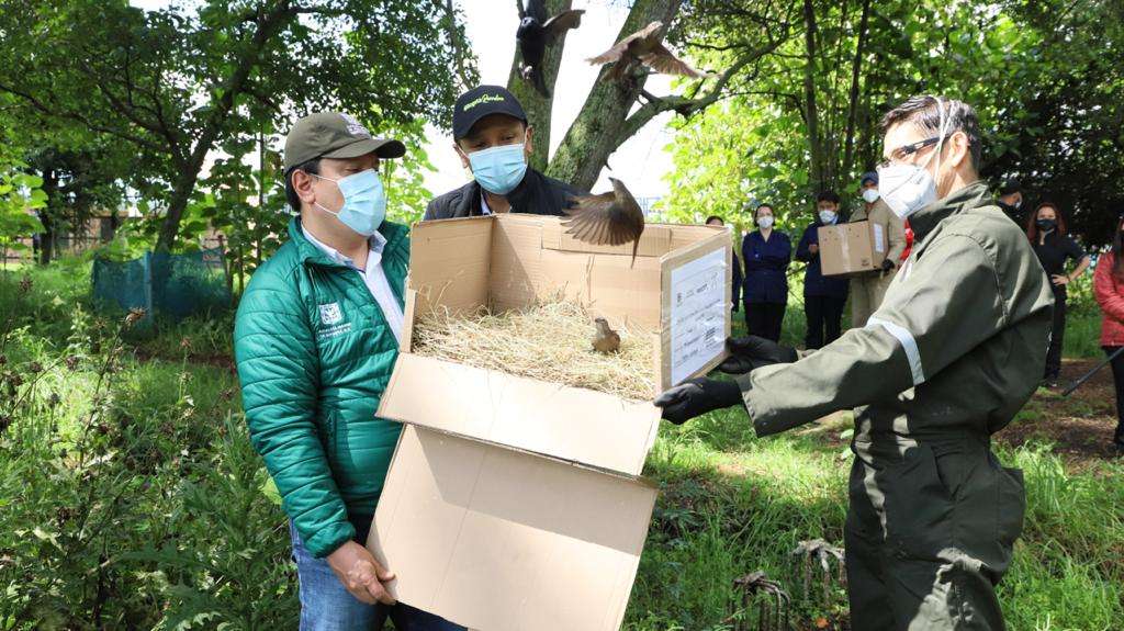 La Secretaría de Ambiente ha atendido a 2.400 animales de este tipo.