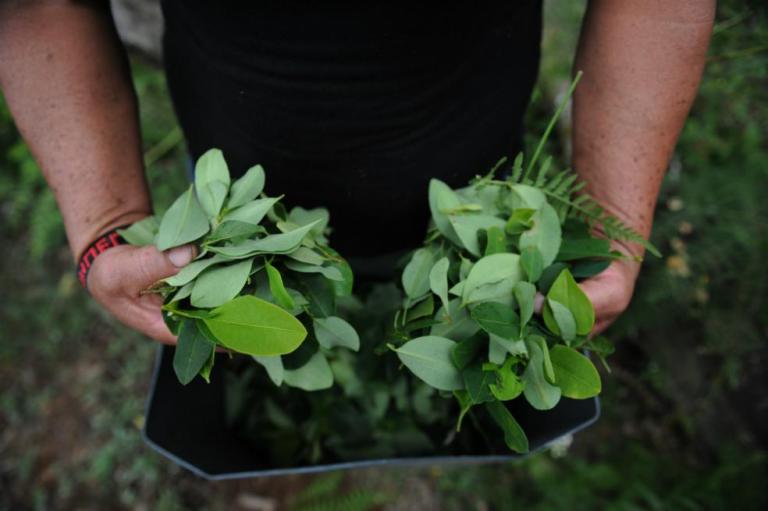 Congreso arranca esta semana discusión de la regulación de la hoja de coca