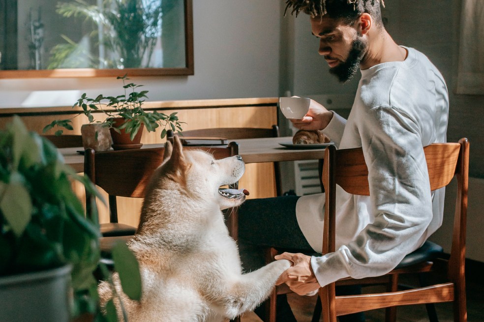 ¿Por qué los perros recurren a sus amos ante tareas difíciles?