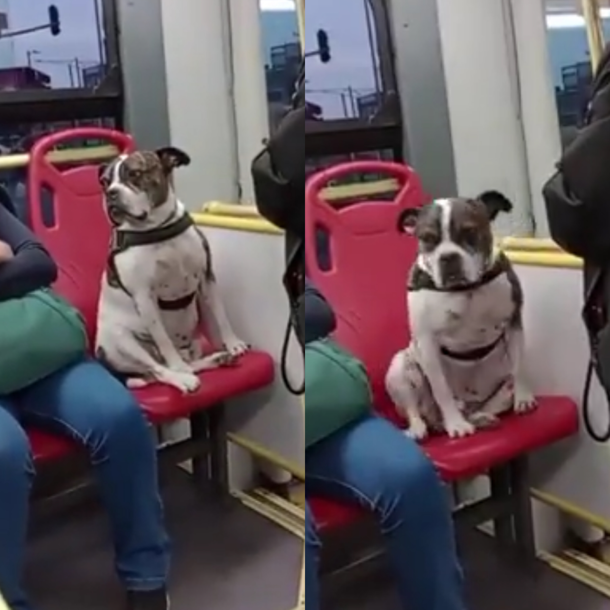 El perrito fue grabado por un usuario mientras este estaba en compañía de su dueño y era acariciado por una señora en la silla de al lado.