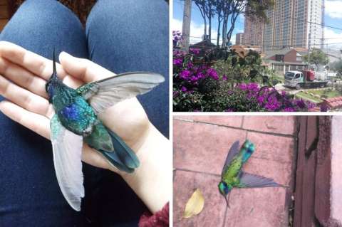 Denuncian mortandad de aves en Bogotá tras la aplicación de un desinfectante