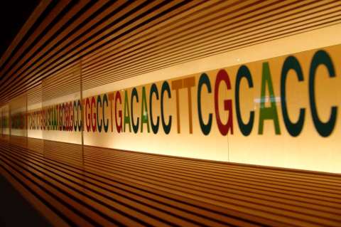 Dos letras artificiales entran al alfabeto de la vida