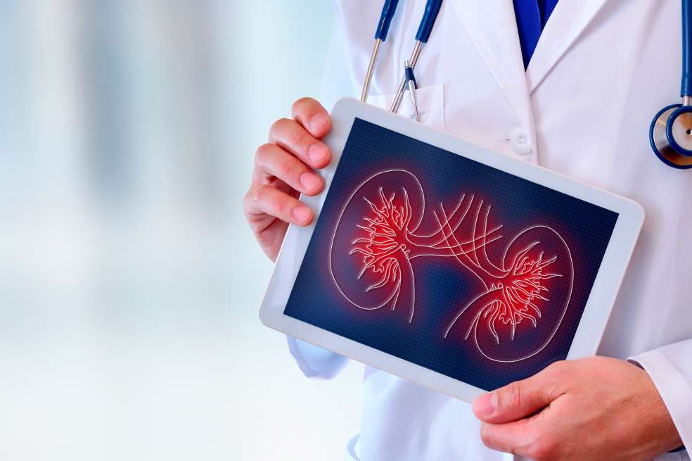 Día Mundial del Riñón: 11 curiosidades que desconoces de los riñones