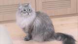 Murió Mir, el gato que Putin le regaló a Japón