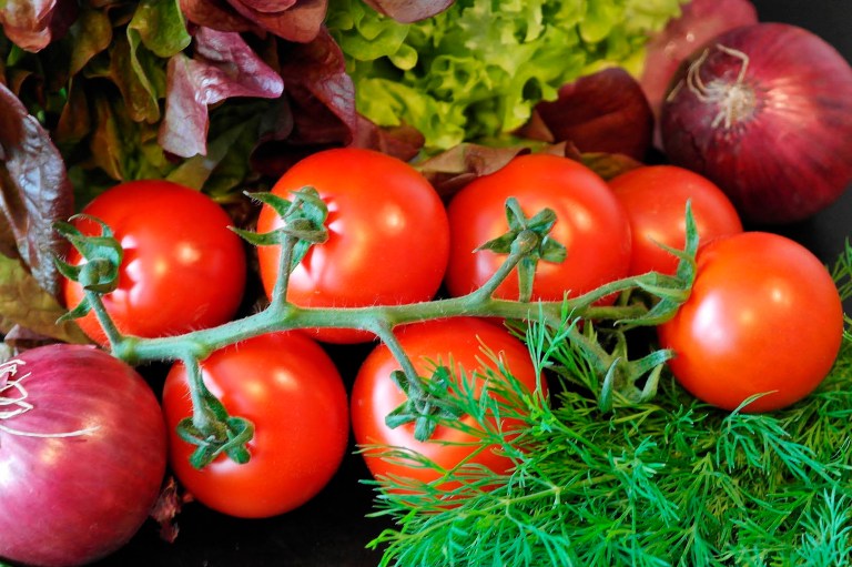 Alimentos de las huertas orgánicas, lechiga, tomate, cilantro