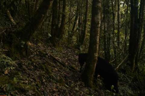 Reaparece oso de anteojos en área protegida de Huila después de 15 años