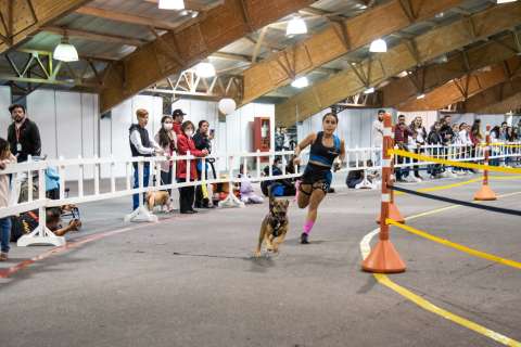 ¿Cómo empezar en el canicross y qué beneficios tiene para los perros?