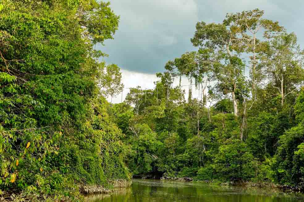 Los bosques tropicales atrapan más de la mitad del total de CO2 que absorben todos los bosques del mundo. /123rf
