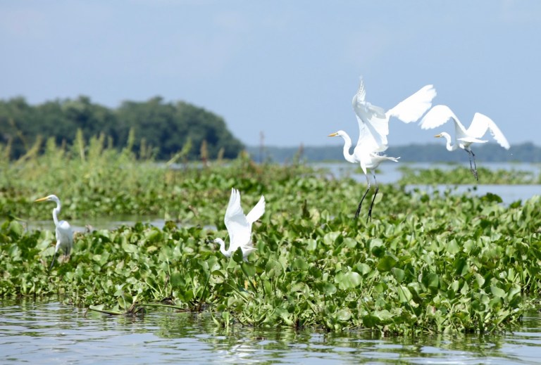 Un viaje a los pueblos palafito del Magdalena: un paraíso flotante