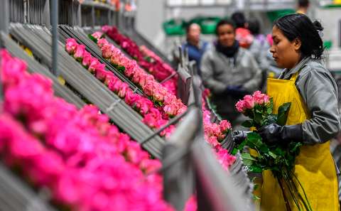 Así se preparan los cultivadores de rosas para el día de San Valentín