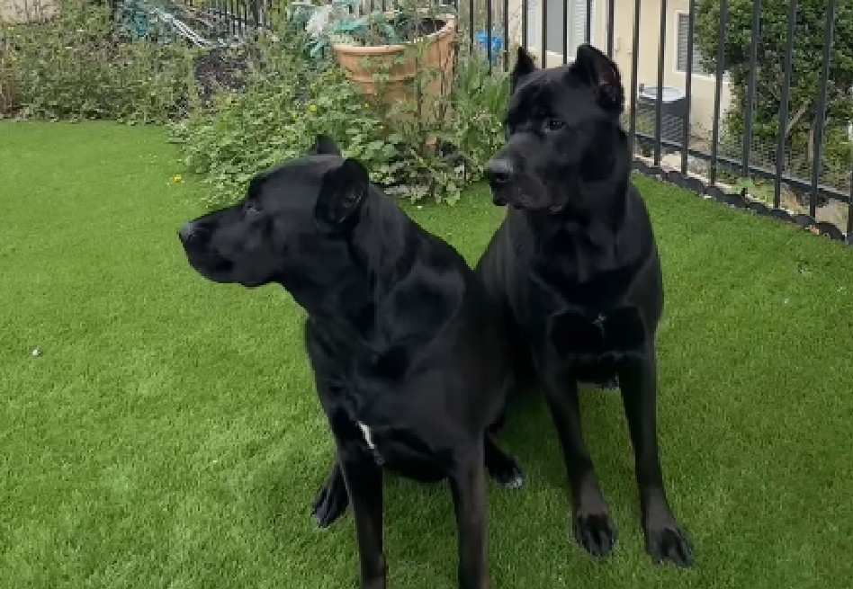 Los comentarios en redes sociales no se hicieron esperar. Algunos usuarios bromearon diciendo que los perros parecían osos o incluso panteras.