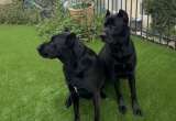Familia compra perros de raza y termina con una sorprendente mezcla genética