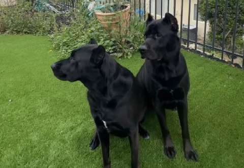 Familia compra perros de raza y termina con una sorprendente mezcla genética