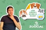 (Video) ¿Cómo hacen las ballenas para alimentar a sus crías?