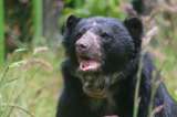 Oso andino que se había escapado del parque Jaime Duque será liberado en Norte de Santander