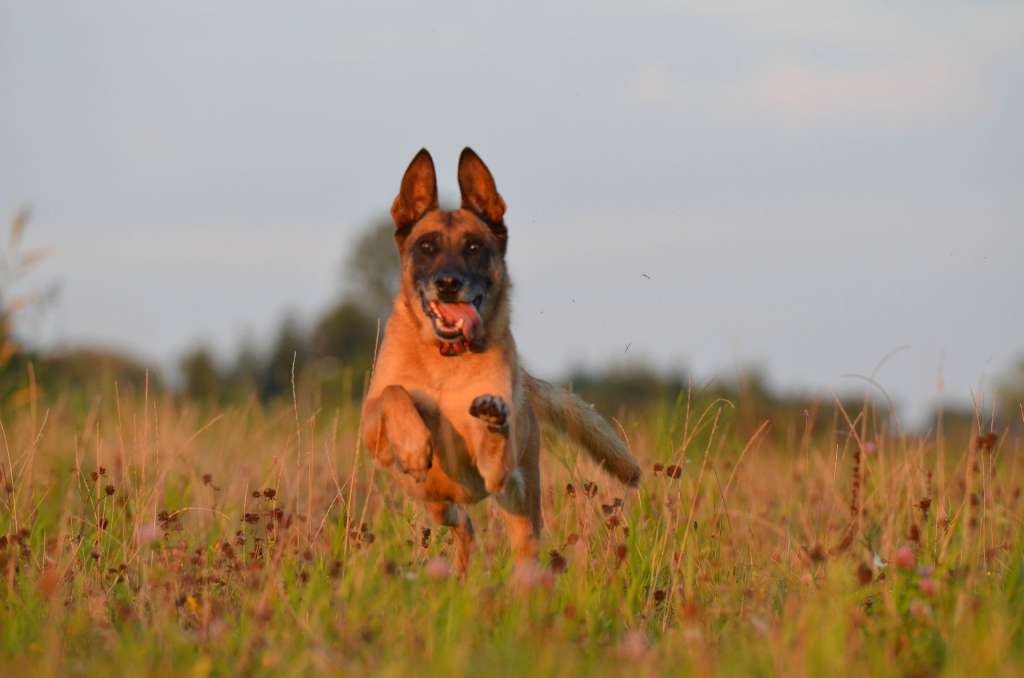 Pastor belga malinois
Free to use under the Pixabay license
No attribution required