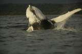 Las ballenas y los delfines responden a los gritos asesinos de las orcas