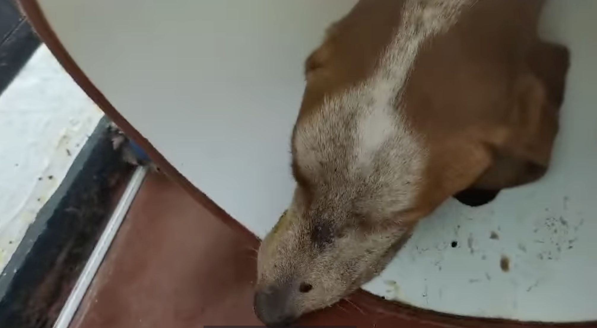 Él es Simón, el perro que fue herido con impactos de bala.
