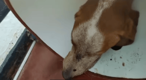 Autoridades encontraron a quien habría disparado a un perro en Armenia