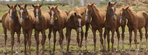Así funciona la industria de clonación de caballos para el polo