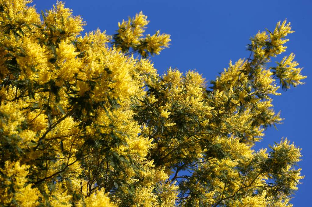 Su rápida adaptación no es una buena noticia para los ecosistemas locales, ya que la mimosa de invierno asfixia poco a poca las plantas endémicas.