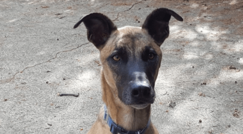 Fundarte Wissten: sensibilizar sobre la tenencia responsable de mascotas