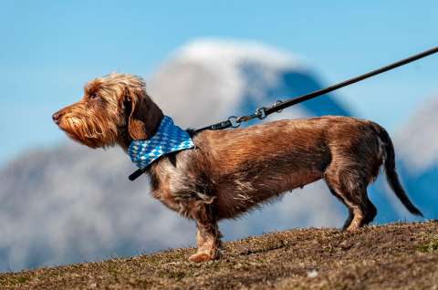 ¿Por qué debo sacar a mi perro con correa?